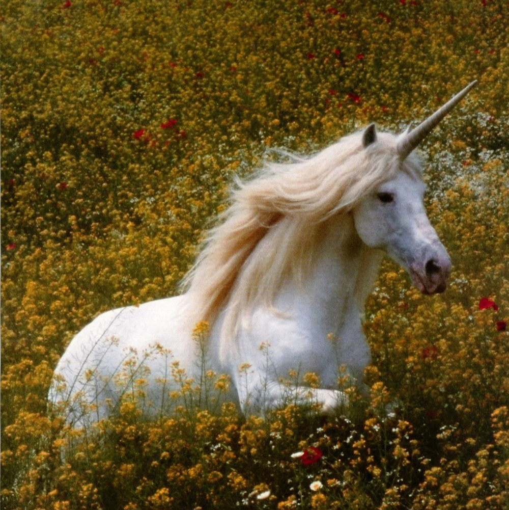 Unicorn